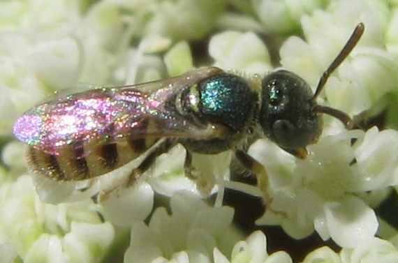 Microimenottero: Nomioides sp. (Apidae Halictinae)